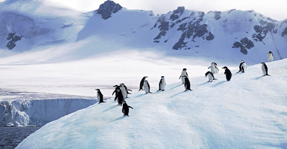 Penguins in antarctica