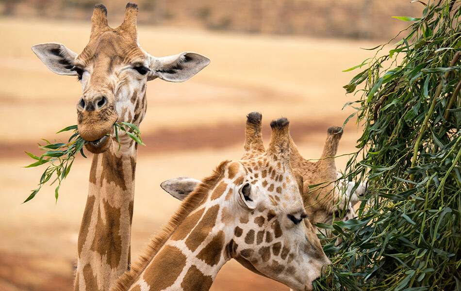 Landscape three giraffes eating leaves with soft sandy background