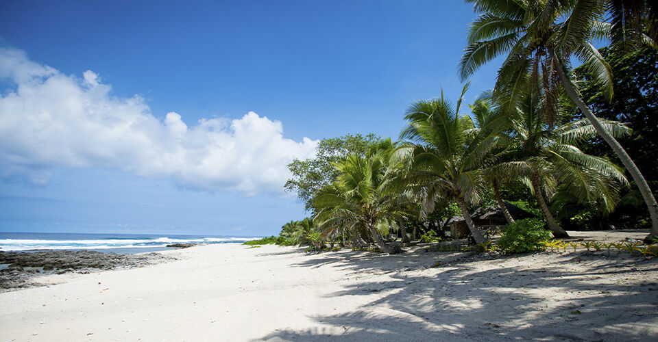 Vanuatu beach with plam trees